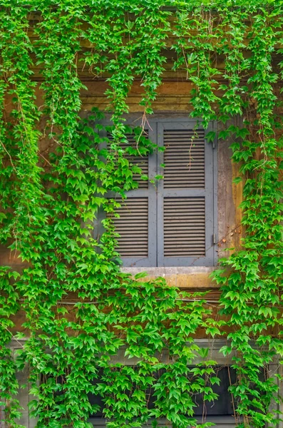 Window on the old building in Rome, covered by ivy. — Stock Photo, Image