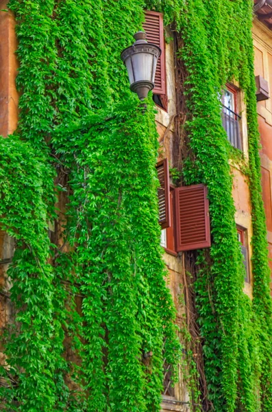 Facade of an old building in Rome, covered by ivy. — Stock Photo, Image