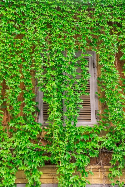Fenster des alten Gebäudes in Rom, von Efeu bedeckt. — Stockfoto