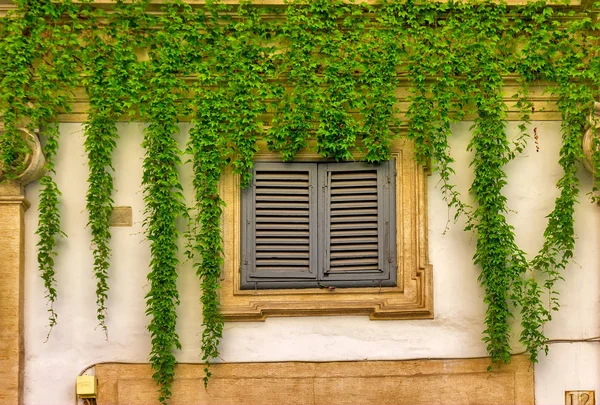 Ivy tarafından örtülü Roma'da eski binasında pencere. — Stok fotoğraf