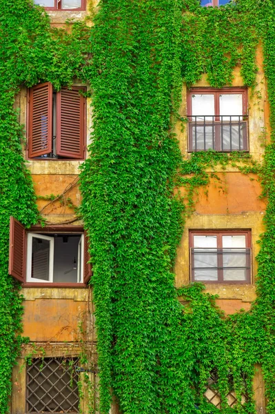 Facade of an old building in Rome, covered by ivy. — Stock Photo, Image