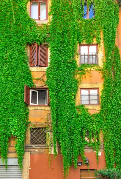 Roma'da, Ivy tarafından örtülü bir eski bina cephe. — Stok fotoğraf