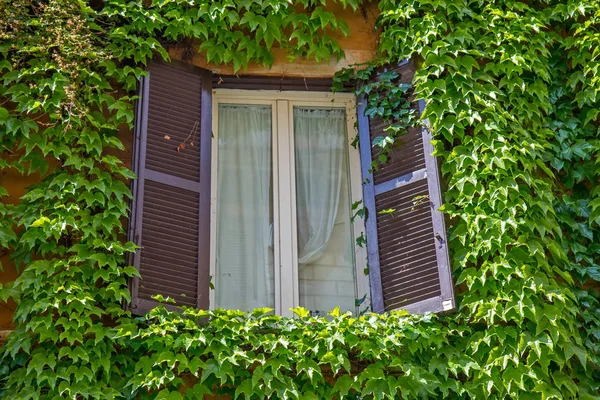 Ivy Tarafından Örtülü Roma Eski Binasında Pencere — Stok fotoğraf