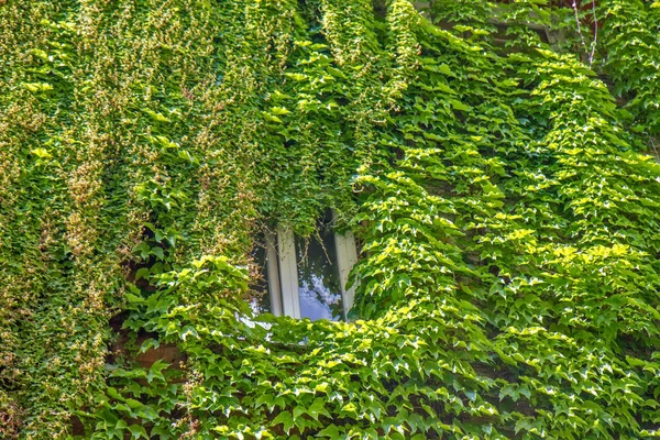 Window Old Building Rome Covered Ivy — Stock Photo, Image