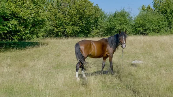 Häst Fältet — Stockfoto