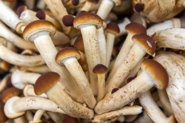 ham mantar agrocybe aegerita yakın çekim