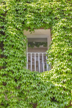 Ivy tarafından örtülü Roma'da eski binasında pencere. 