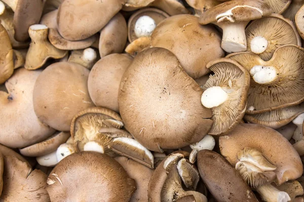 Close Shoot Portobello Mushrooms — Stock Photo, Image