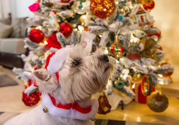 West Highland White Terrier Hund Framför Julgranen — Stockfoto