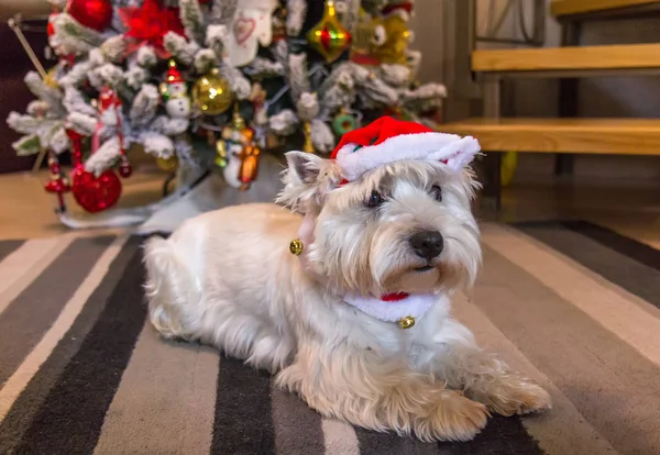 West Highland White Terrier Hund Vor Dem Weihnachtsbaum — Stockfoto