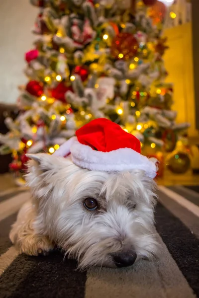 West Highland Chien Terrier Blanc Devant Arbre Noël — Photo