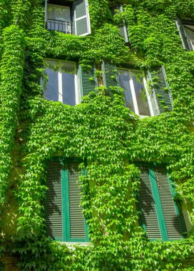 Ivy tarafından örtülü Roma'da eski binasında pencere. 