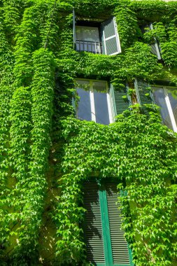 Ivy tarafından örtülü Roma'da eski binasında pencere. 