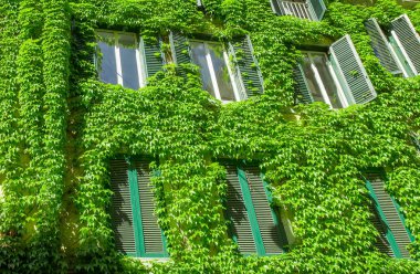 Ivy tarafından örtülü Roma'da eski binasında pencere. 