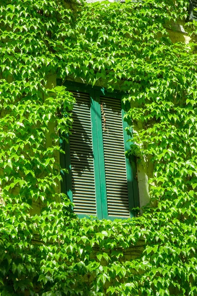 Ivy Tarafından Örtülü Roma Eski Binasında Pencere — Stok fotoğraf