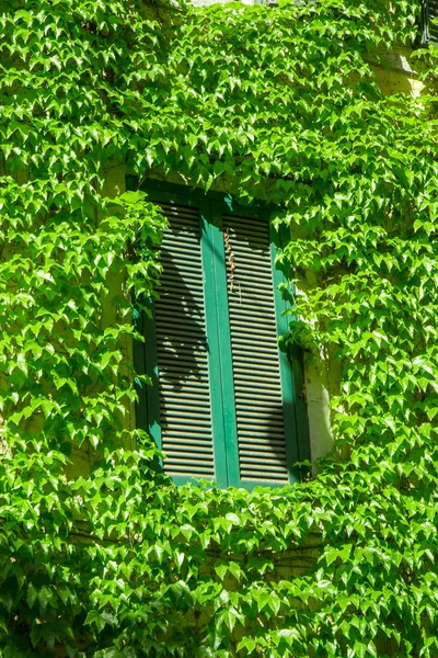 Window Old Building Rome Covered Ivy — Stock Photo, Image