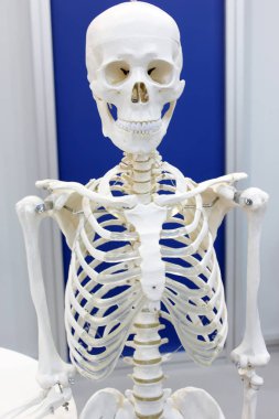 İskelet anatomisinin ayrıntıları