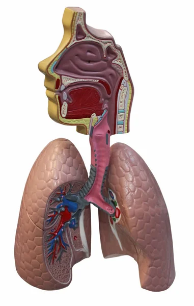 Modelo de medicina da anatomia pulmonar — Fotografia de Stock