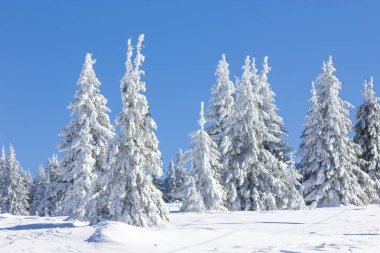 Kış kar dağı orman manzarası.