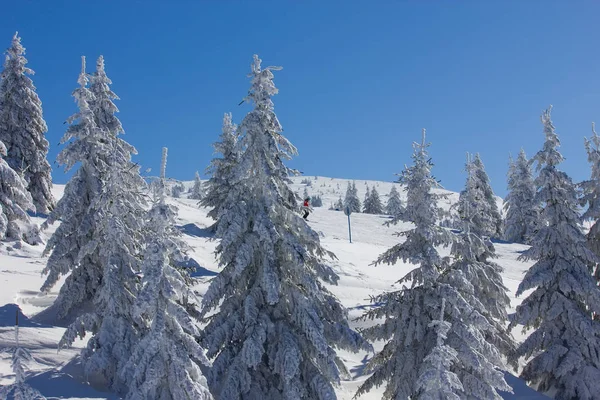 Winter Schnee Gebirgswald Landschaft. — Stockfoto