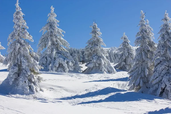 Winter snow mountain forest landscape. — Stock Photo, Image
