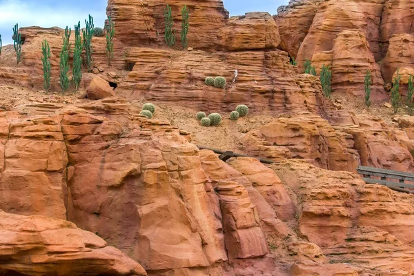 Cactus en el desierto de piedra — Foto de Stock