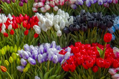 Amsterdam pazarında lale çiçekleri