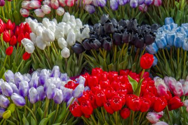 Amsterdam pazarında lale çiçekleri