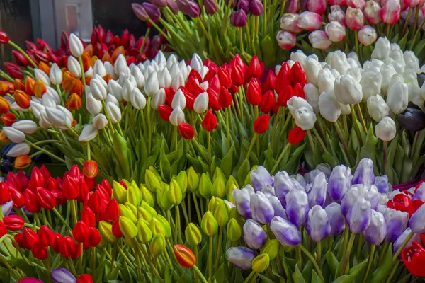 Tulipa Flores Mercado Amsterdã — Fotografia de Stock