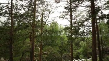 Güneş ağaçların arasından parlıyor.