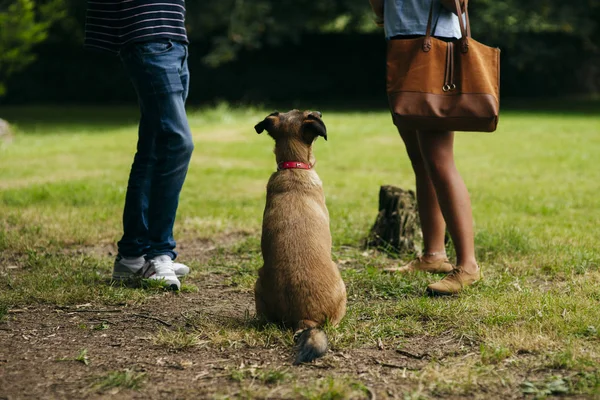 Rear view of dog near couple at picnic and looking for treat at summer picnic