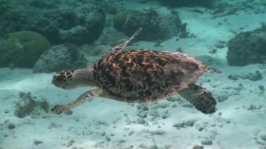 Hollandalı Karayipler, büyük deniz kaplumbağası, Curacao