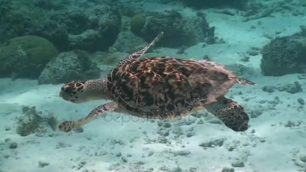Dutch caribbean, Big sea turtle, Curacao — Stock Video