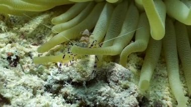 Caribbean temiz karides benekli