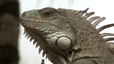 Hollandalı Karayipler, Iguana yakın çekim