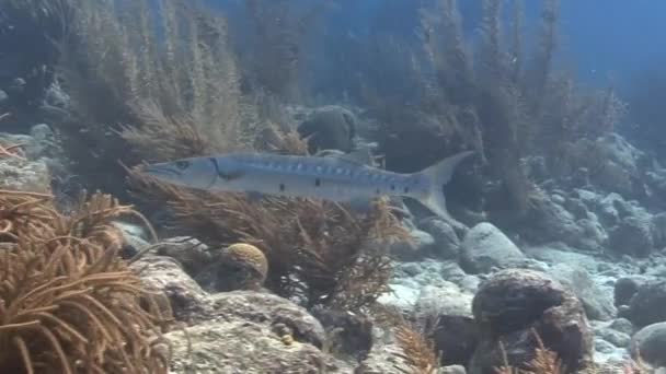 Baracuda verandert zijn camouflage — Stockvideo