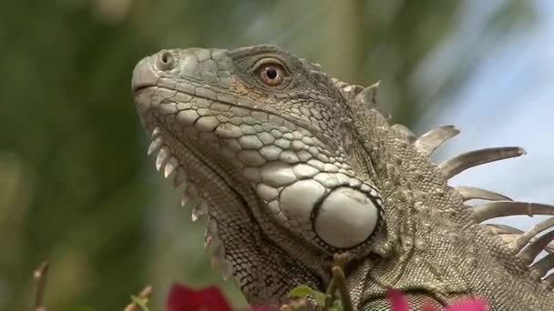 Holenderskiej części Karaibów, Iguana z bliska — Wideo stockowe