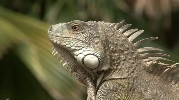 Holländska Karibien, Iguana närbild — Stockvideo