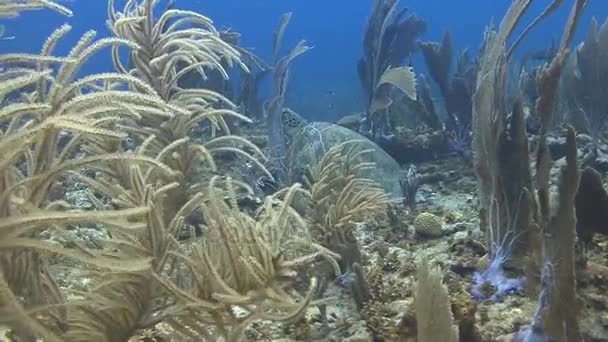 Holländska Karibiska havet — Stockvideo