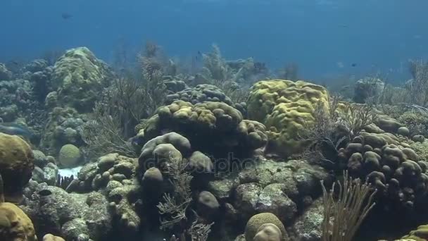 オランダ カリブの海 — ストック動画