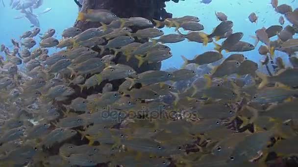 Mer des Caraïbes néerlandaise, École de grognements — Video