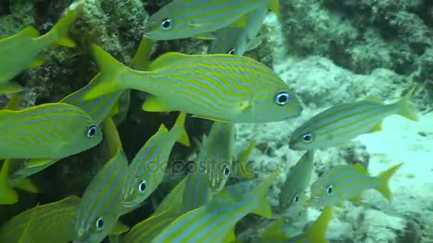 Škola gruntů, Curacao — Stock video