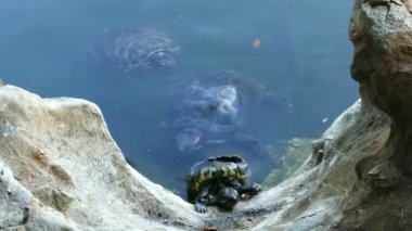 Açık arka turtle