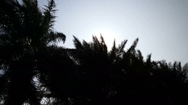 Rayos de sol detrás de palmeras — Vídeo de stock