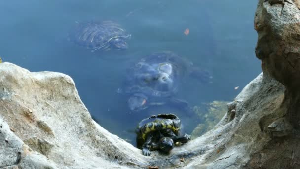 Tortue à dos ouvert — Video