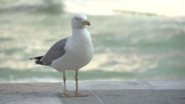 Canal Grande iskelede oturup martı