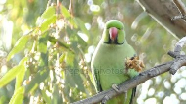 Fındık yemek papağan