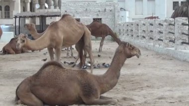 Develer souq Waqif adlı bir sürü 