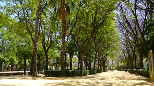 Городской парк в центре Севильи — стоковое видео