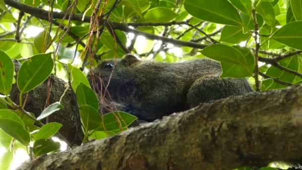 Écureuil dans l'arbre dans le parc de la paix — Video